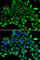 COMM domain-containing protein 1 antibody, A7149, ABclonal Technology, Immunofluorescence image 