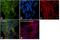 Ubiquitin C-Terminal Hydrolase L1 antibody, MA1-90008, Invitrogen Antibodies, Immunofluorescence image 