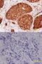 BRCA1 DNA Repair Associated antibody, MAB22101, R&D Systems, Immunohistochemistry frozen image 