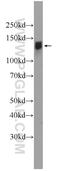 Intraflagellar Transport 122 antibody, 19304-1-AP, Proteintech Group, Western Blot image 