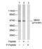 Mitochondrial Ribosomal Protein L19 antibody, orb215144, Biorbyt, Western Blot image 