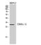 Carcinoembryonic Antigen Related Cell Adhesion Molecule 3 antibody, STJ97289, St John