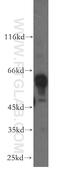 Rab Geranylgeranyltransferase Subunit Alpha antibody, 14448-1-AP, Proteintech Group, Western Blot image 