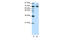 Tripartite Motif Containing 16 antibody, 28-947, ProSci, Enzyme Linked Immunosorbent Assay image 