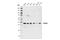 CXXC Finger Protein 5 antibody, 84546S, Cell Signaling Technology, Western Blot image 