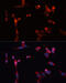 Matrix Metallopeptidase 16 antibody, 13-634, ProSci, Immunofluorescence image 
