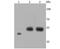 Endothelin Receptor Type B antibody, NBP2-66817, Novus Biologicals, Western Blot image 