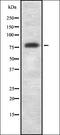 Growth Arrest Specific 6 antibody, orb337455, Biorbyt, Western Blot image 