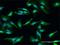 HECT Domain E3 Ubiquitin Protein Ligase 2 antibody, H00143279-M01, Novus Biologicals, Immunocytochemistry image 