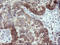 Tubulin Folding Cofactor C antibody, LS-C787139, Lifespan Biosciences, Immunohistochemistry frozen image 