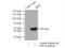 Double PHD Fingers 2 antibody, 12111-1-AP, Proteintech Group, Immunoprecipitation image 