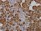 Amylase Alpha 1C (Salivary) antibody, H00000276-M04, Novus Biologicals, Immunohistochemistry frozen image 