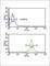 Fc Fragment Of IgG Receptor IIa antibody, abx034159, Abbexa, Western Blot image 