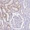 Transmembrane Protein 246 antibody, NBP2-34188, Novus Biologicals, Immunohistochemistry paraffin image 