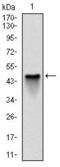 DT-diaphorase antibody, GTX60523, GeneTex, Western Blot image 