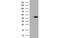 Isovaleryl-CoA Dehydrogenase antibody, MBS832663, MyBioSource, Western Blot image 