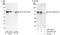 Eukaryotic Translation Initiation Factor 2B Subunit Delta antibody, A302-982A, Bethyl Labs, Western Blot image 