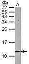 10 kDa heat shock protein, mitochondrial antibody, GTX115575, GeneTex, Western Blot image 