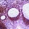 BCL2 Related Protein A1 antibody, MA5-11757, Invitrogen Antibodies, Immunohistochemistry frozen image 