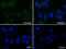 Syntaxin 1A antibody, M01961-2, Boster Biological Technology, Immunofluorescence image 