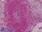 Peroxiredoxin 1 antibody, LS-B4799, Lifespan Biosciences, Immunohistochemistry frozen image 