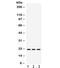 HRas Proto-Oncogene, GTPase antibody, R31861, NSJ Bioreagents, Western Blot image 