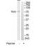 T-Box 3 antibody, TA314599, Origene, Western Blot image 