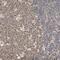 Zinc Finger Matrin-Type 5 antibody, HPA004858, Atlas Antibodies, Immunohistochemistry frozen image 