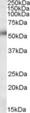 Calcium release-activated calcium channel protein 1 antibody, LS-C87376, Lifespan Biosciences, Western Blot image 