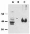 FOXP3 antibody, 14-4776-82, Invitrogen Antibodies, Western Blot image 