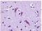 Pyroglutamylated RFamide Peptide Receptor antibody, NLS1922, Novus Biologicals, Immunohistochemistry paraffin image 