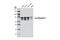 Metadherin antibody, 9596S, Cell Signaling Technology, Western Blot image 