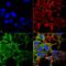 Protocadherin Gamma Subfamily A, 3 antibody, MA5-27616, Invitrogen Antibodies, Immunofluorescence image 