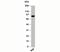 Inhibitor Of Nuclear Factor Kappa B Kinase Subunit Beta antibody, 33-004, ProSci, Western Blot image 