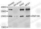 Ring Finger Protein 166 antibody, A8276, ABclonal Technology, Western Blot image 