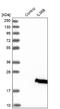 Interleukin 36 Beta antibody, NBP1-83892, Novus Biologicals, Western Blot image 