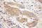 TOMM22 antibody, 11278-1-AP, Proteintech Group, Immunohistochemistry frozen image 