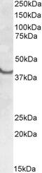 Single Stranded DNA Binding Protein 2 antibody, EB09712, Everest Biotech, Western Blot image 