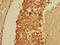 GDNF Family Receptor Alpha 1 antibody, CSB-PA009379LA01HU, Cusabio, Immunohistochemistry frozen image 