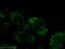 Cleavage And Polyadenylation Specific Factor 2 antibody, 17739-1-AP, Proteintech Group, Immunofluorescence image 
