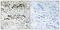Estrogen Receptor 1 antibody, A00057S102, Boster Biological Technology, Immunohistochemistry frozen image 