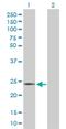 Activation Induced Cytidine Deaminase antibody, H00057379-D01P, Novus Biologicals, Western Blot image 