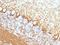 Neurofilament Heavy antibody, GTX34897, GeneTex, Immunohistochemistry paraffin image 