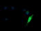 Kinesin Family Member 25 antibody, LS-C337880, Lifespan Biosciences, Immunofluorescence image 