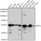 Bystin Like antibody, 14-219, ProSci, Western Blot image 