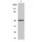 Neuronal Differentiation 2 antibody, LS-C384827, Lifespan Biosciences, Western Blot image 