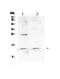 Secretory Leukocyte Peptidase Inhibitor antibody, PA5-80035, Invitrogen Antibodies, Western Blot image 