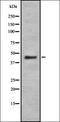 Cytochrome C Oxidase Assembly Factor Heme A:Farnesyltransferase COX10 antibody, orb337321, Biorbyt, Western Blot image 