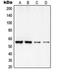 Regulator Of Chromosome Condensation 2 antibody, orb215225, Biorbyt, Western Blot image 