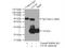 Lipopolysaccharide Induced TNF Factor antibody, 16797-1-AP, Proteintech Group, Immunoprecipitation image 
